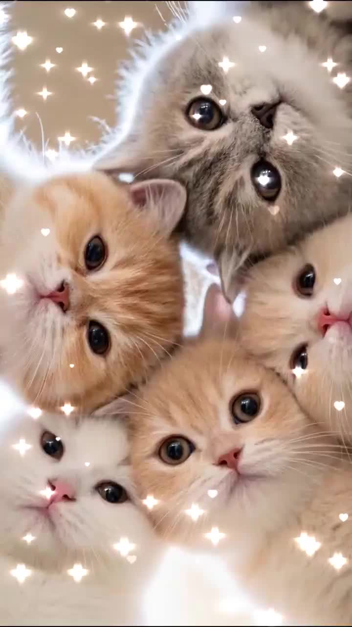 @pet home