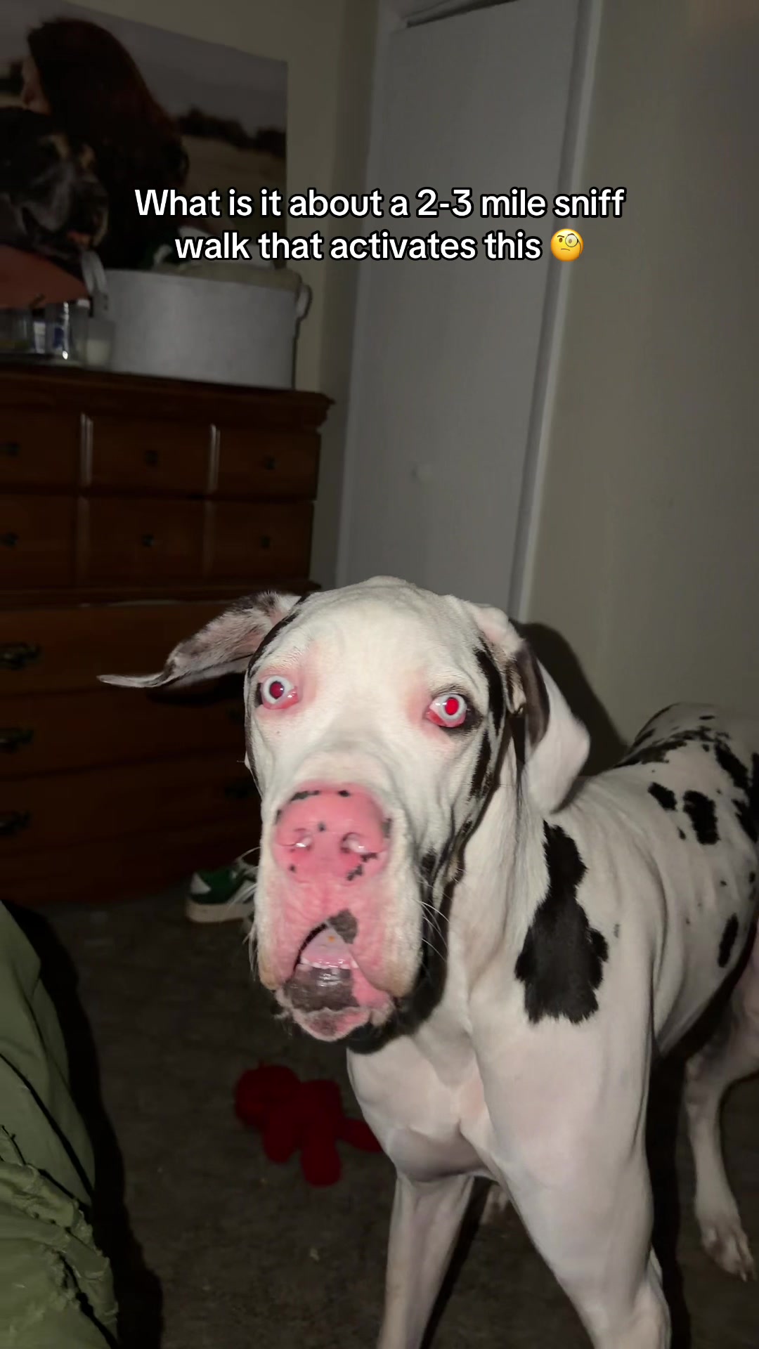 @stonethedane