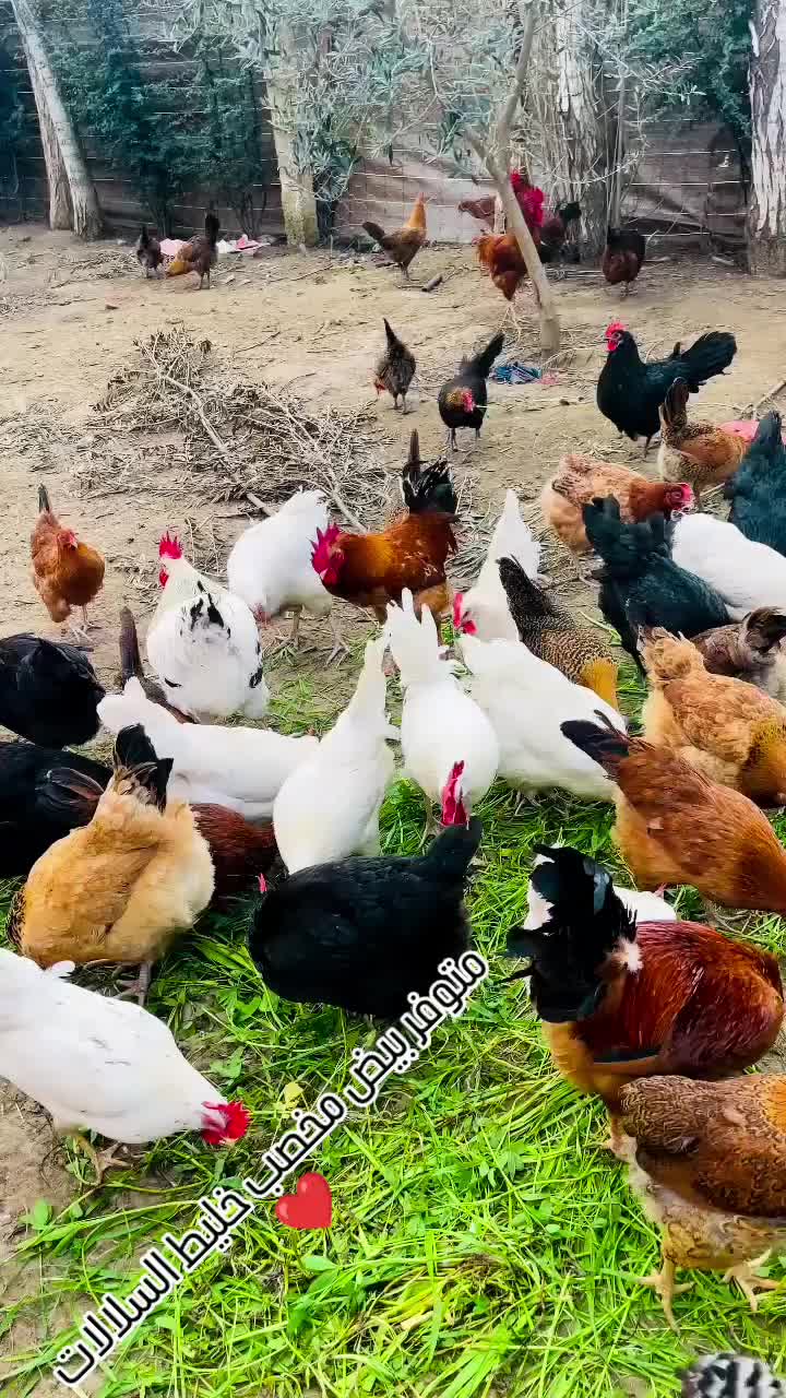 @دواجن الياس🐔🐔🐔