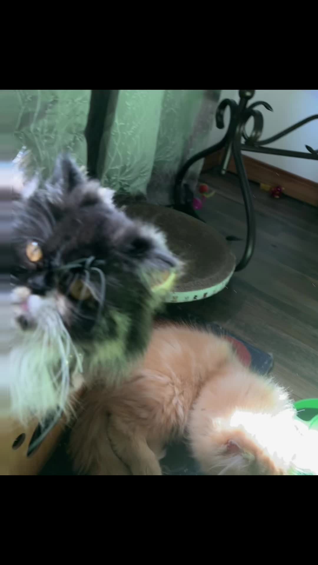 @Melissa’s9Lilfluffs
