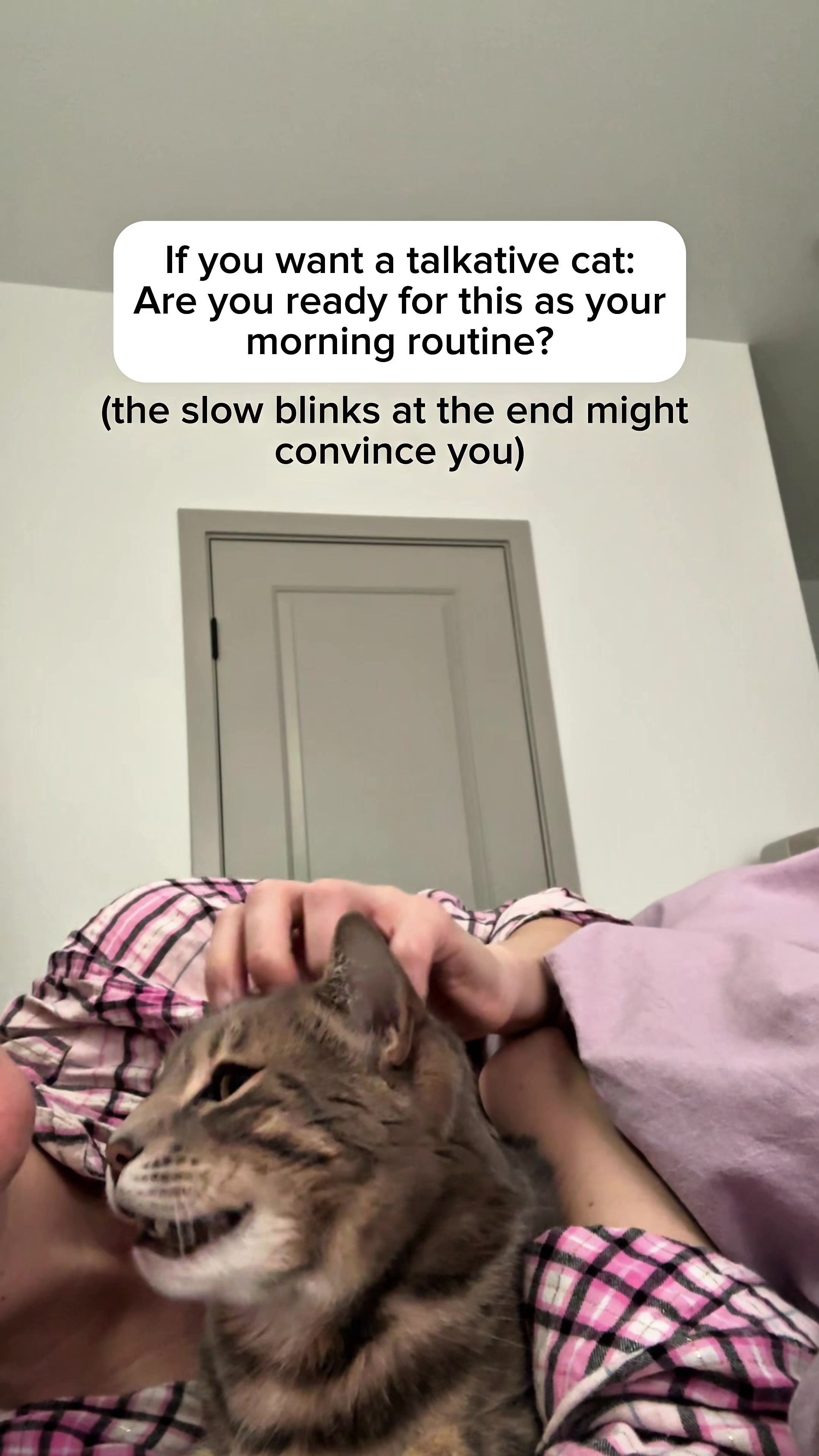 @Mochi the Bengal