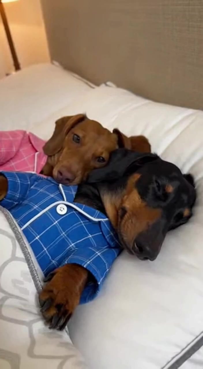 @Dachshund Party