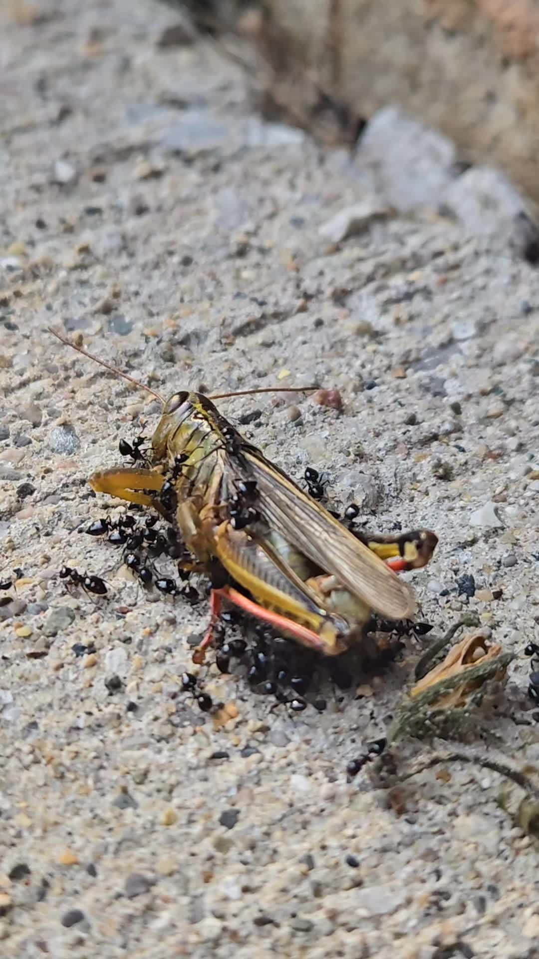@yaboienzo