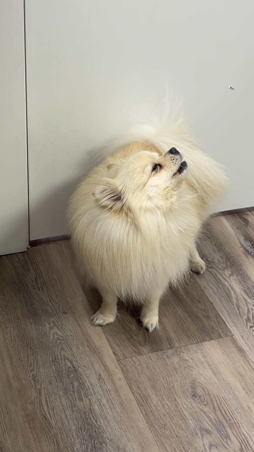 @beingmilothepom