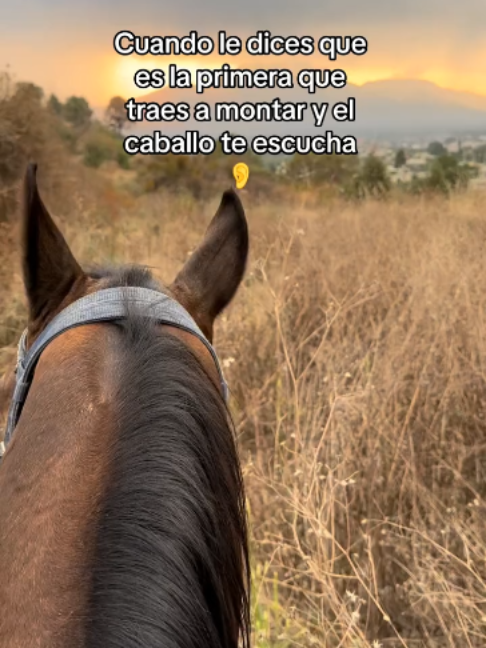 @Horses TikTok