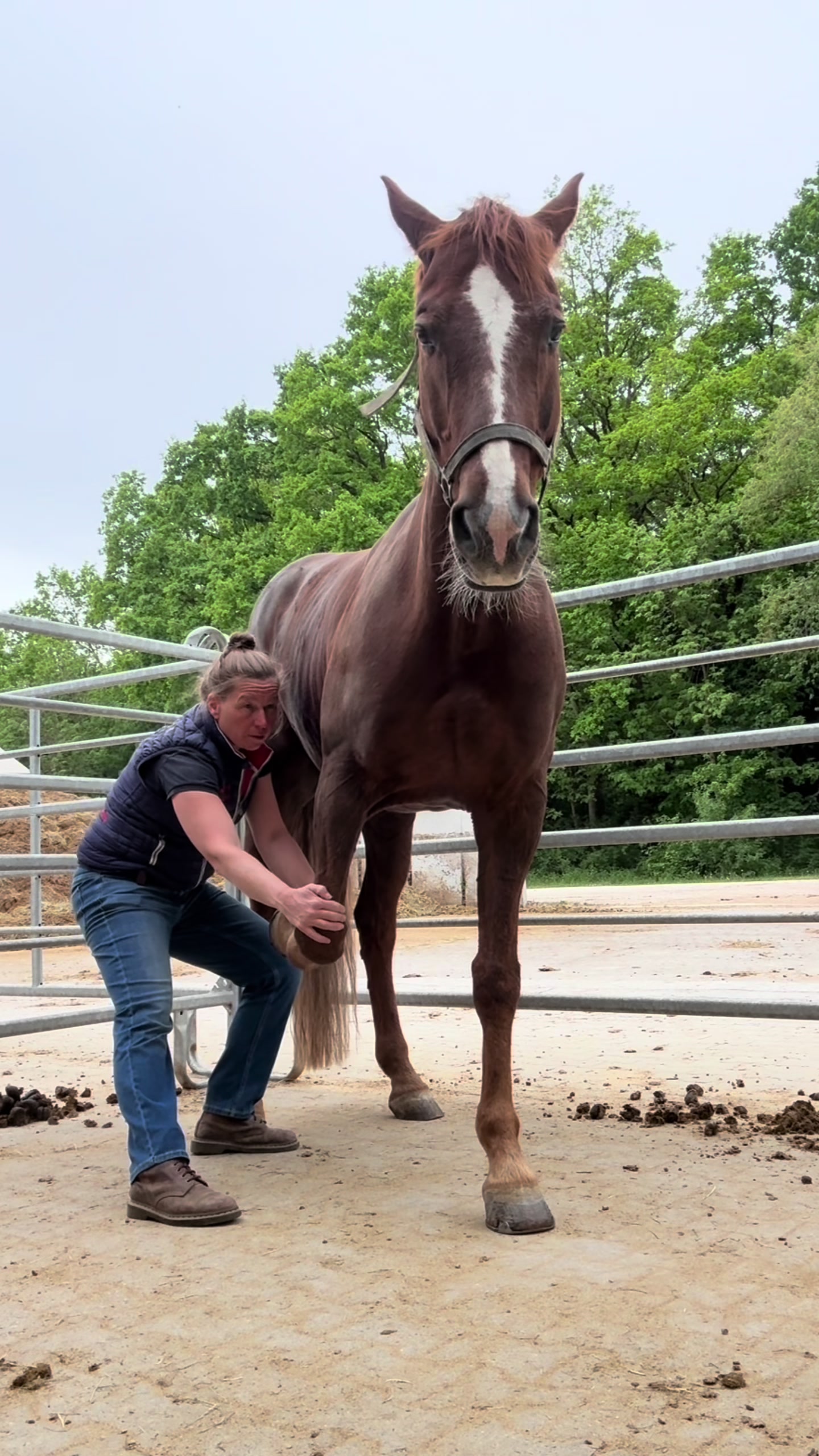 @equine_body_in_balance