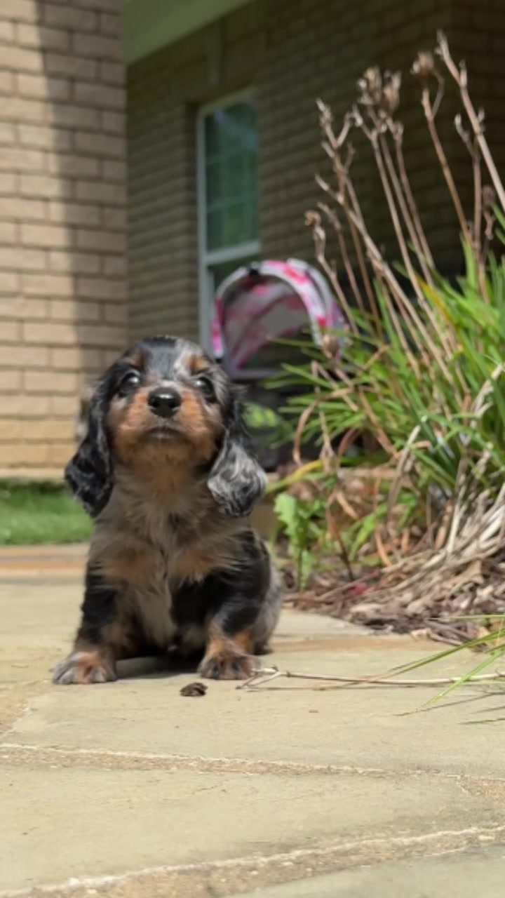 @Taylored Dachshunds