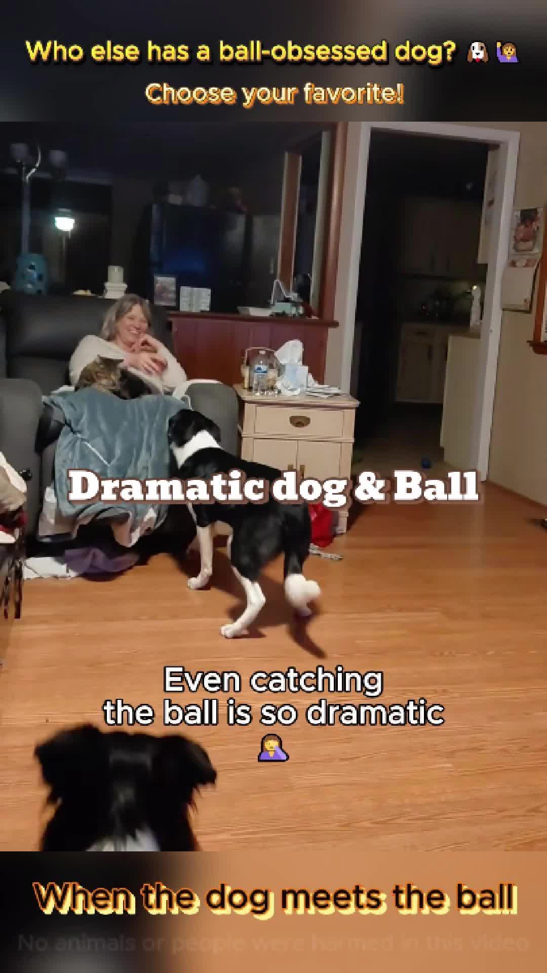 @pet.funny799
