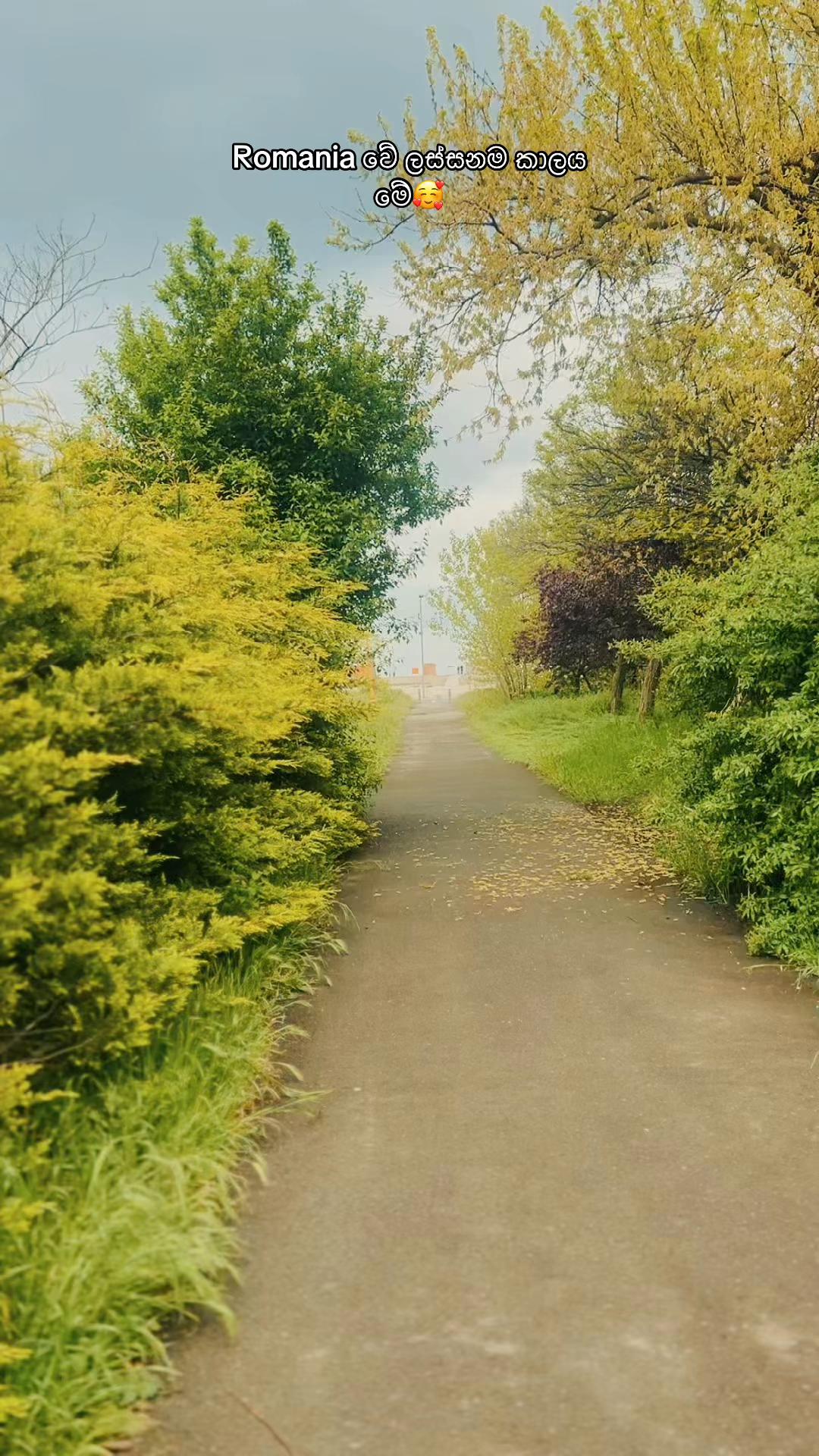 @dimpleboy(sam)🇷🇴🇮🇹🇨🇭🇫🇷