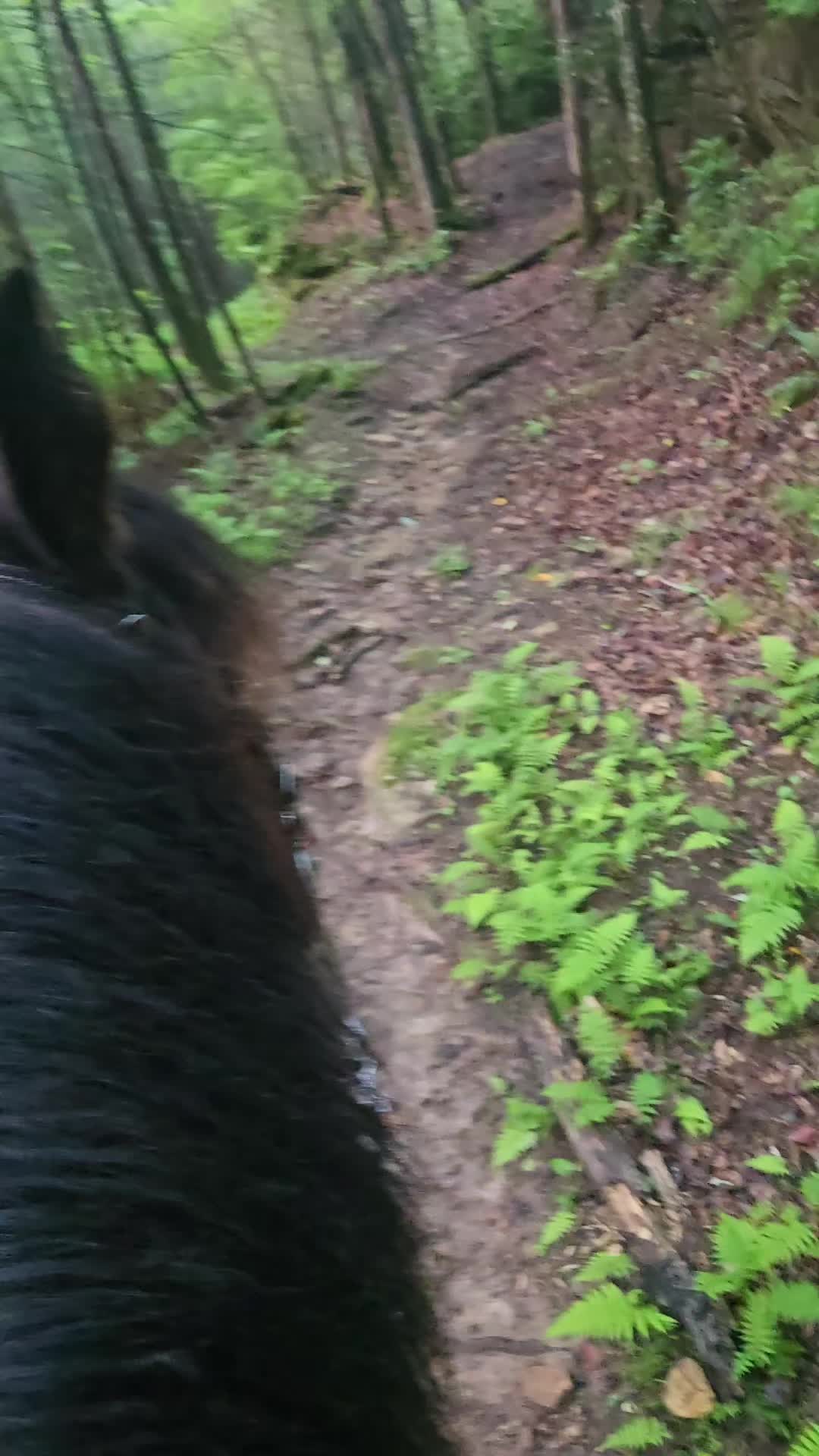 @crosseyedcattle