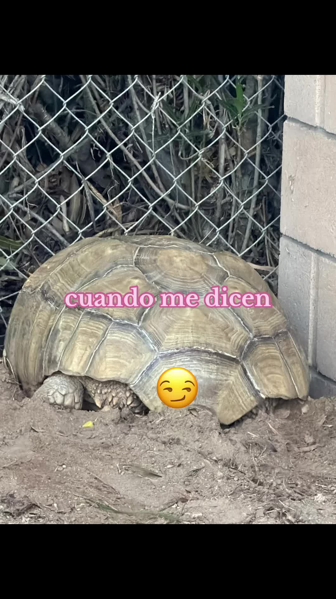 @RosasalvajesoyyoGen❌