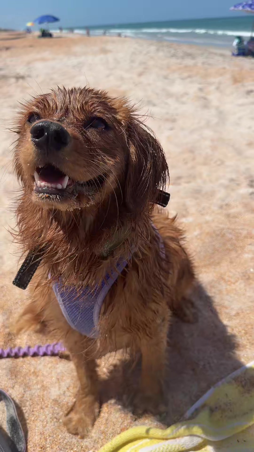 @Sage | Mini Golden Retriever