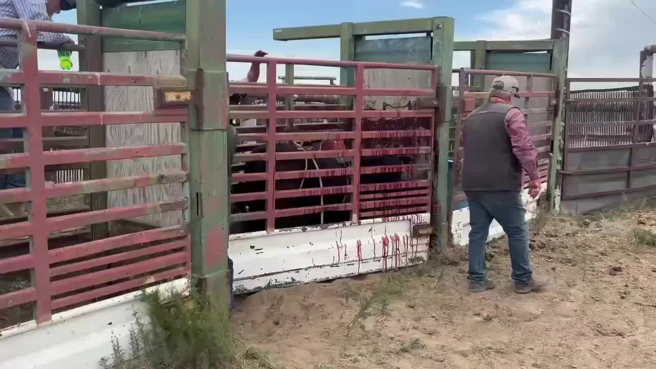 @B&G Bucking Bulls