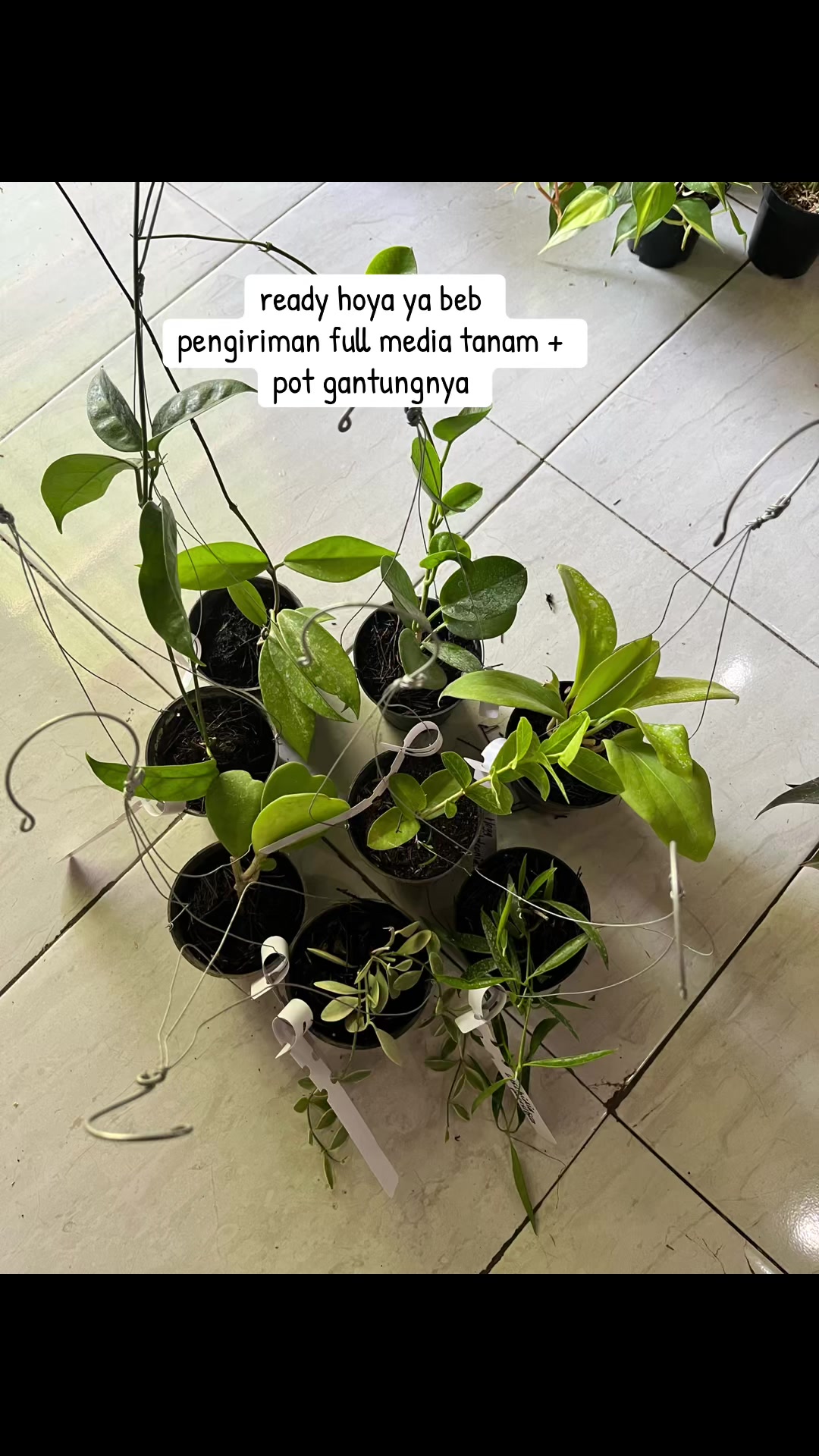 @Xeema_Nursery
