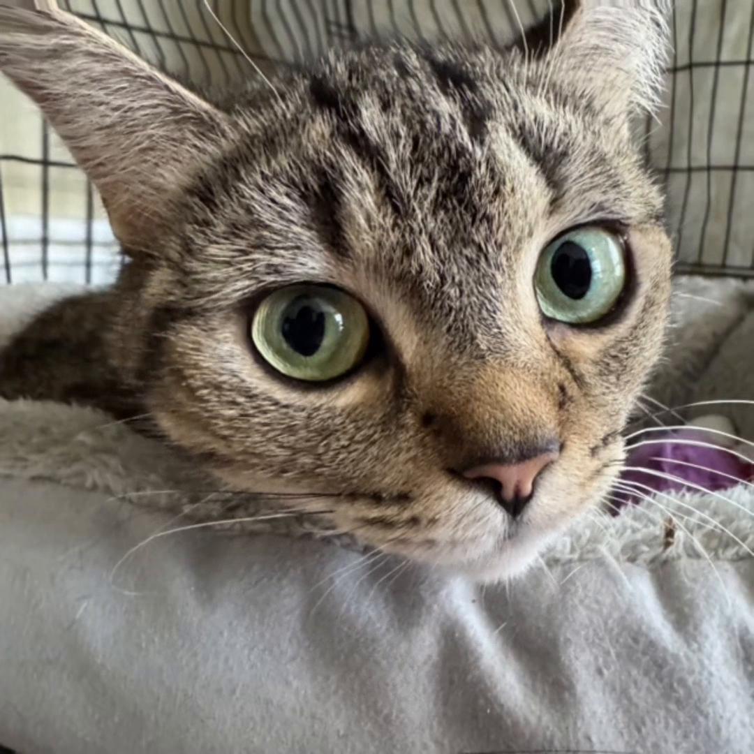 @North Toronto Cat Rescue