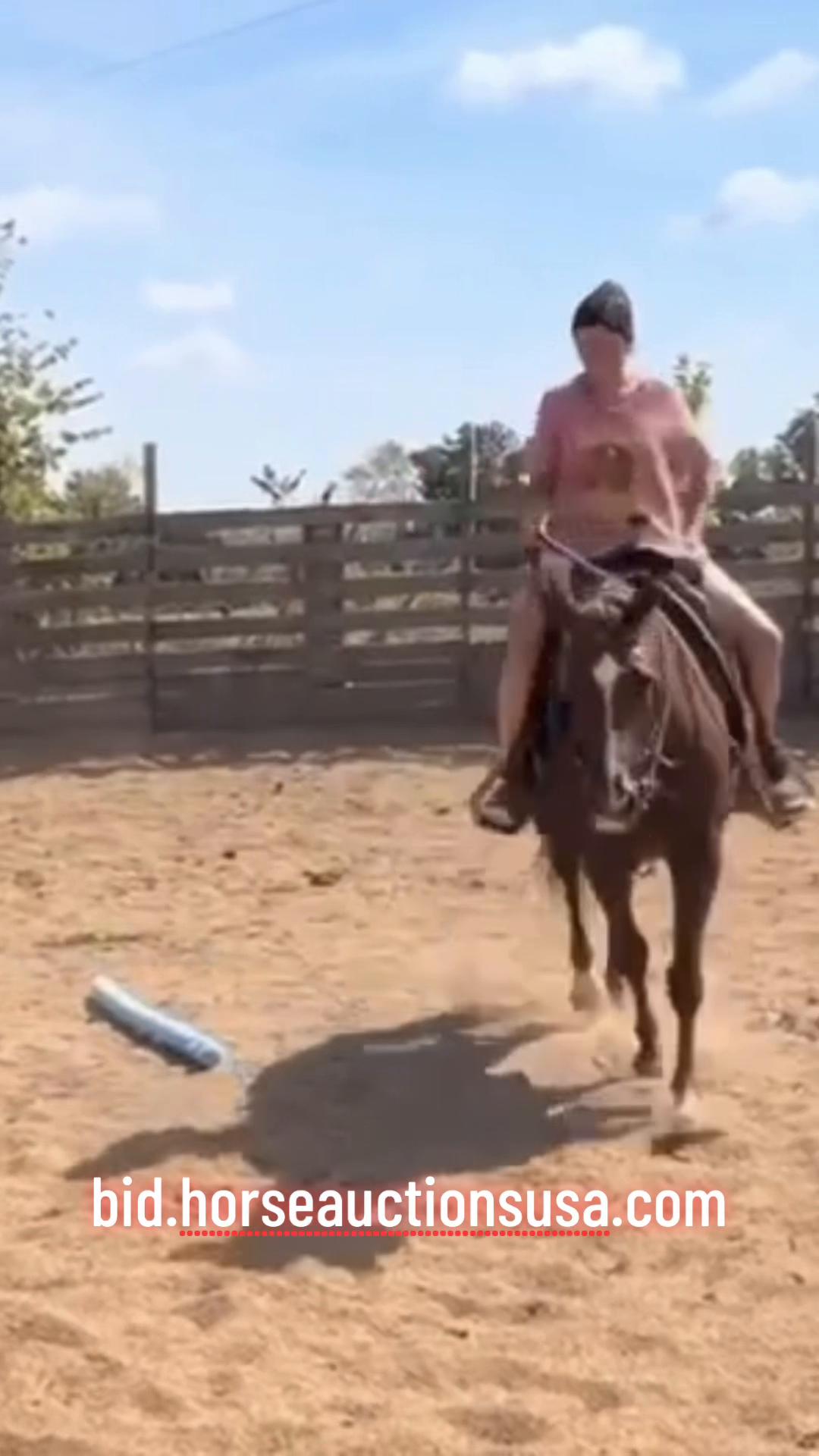 @HorseAuctionsUSA