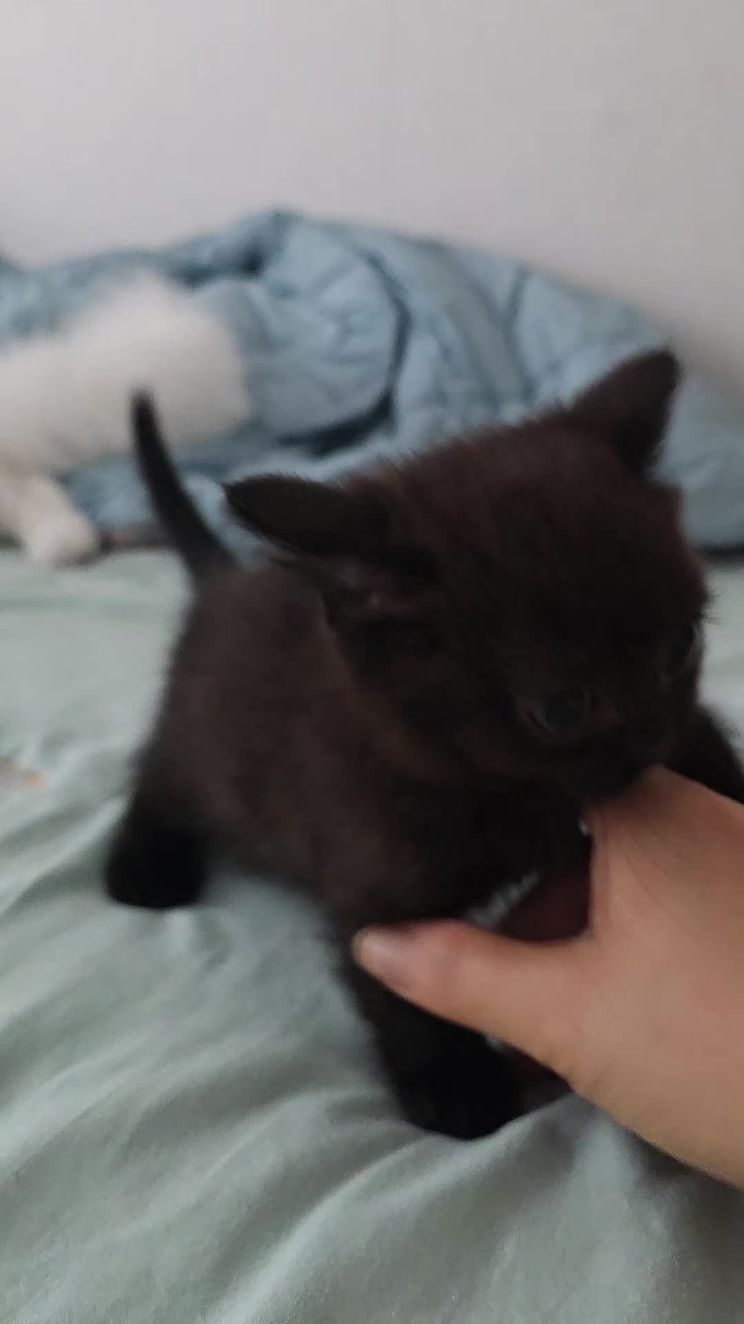 @8냥이 집사