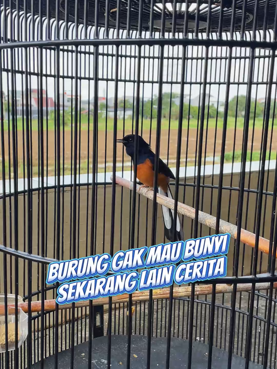 @Umi Kasum Store