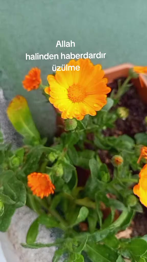 @iyi kız