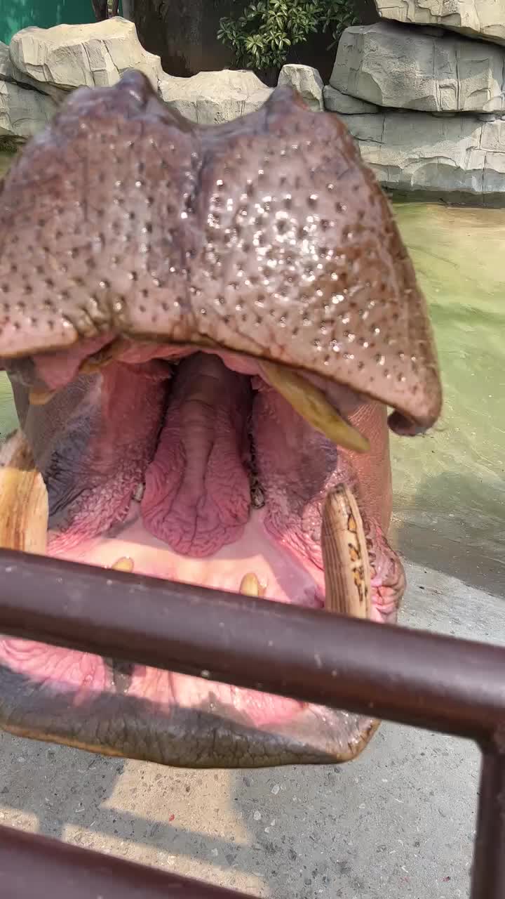 @Hippo