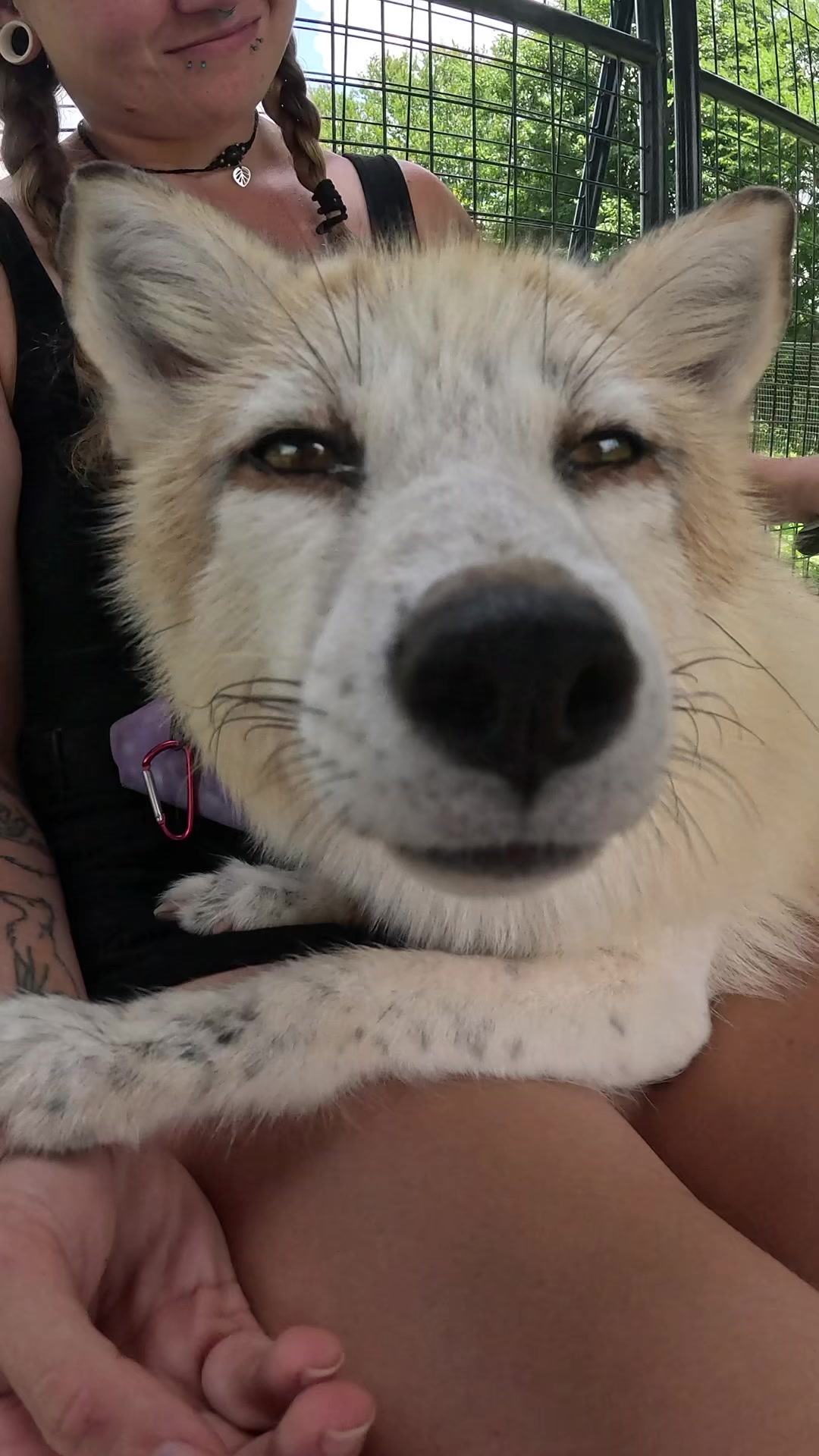 @Clevyr Creatures Fox Sanctuary