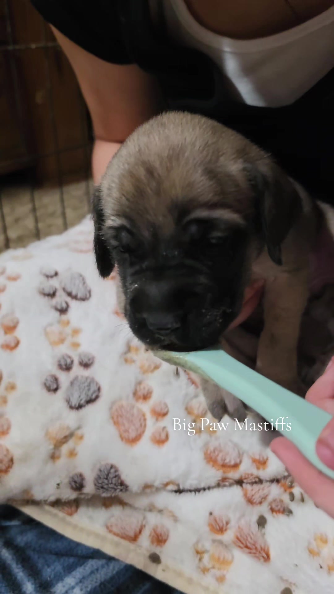 @Big Paw Mastiffs