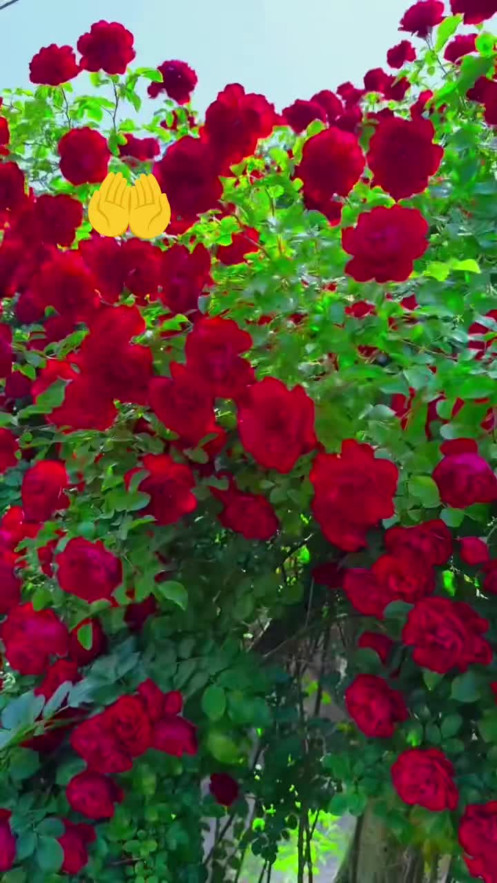 @😘 noorjhan fan😘