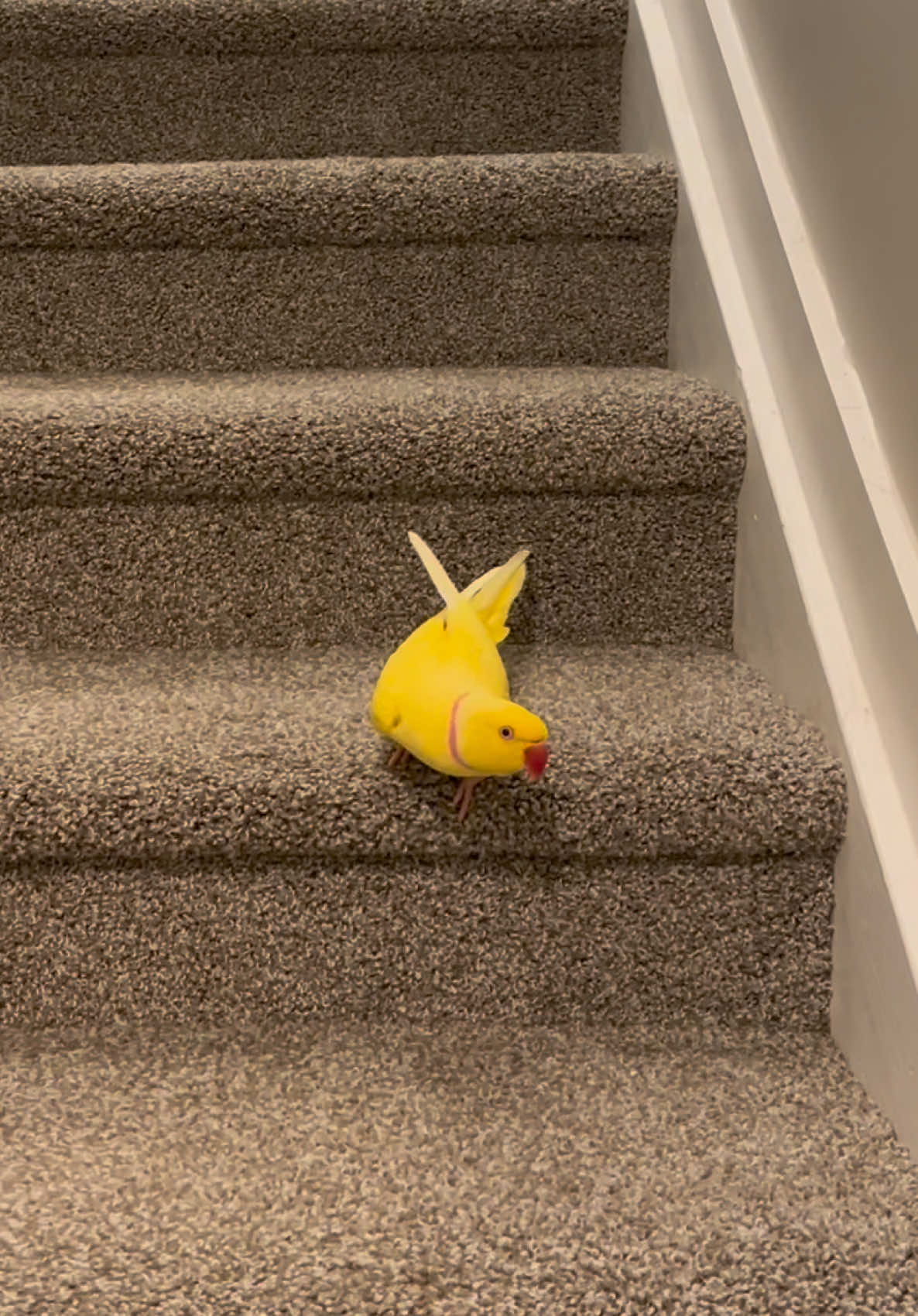 @TWINKIE 🐥