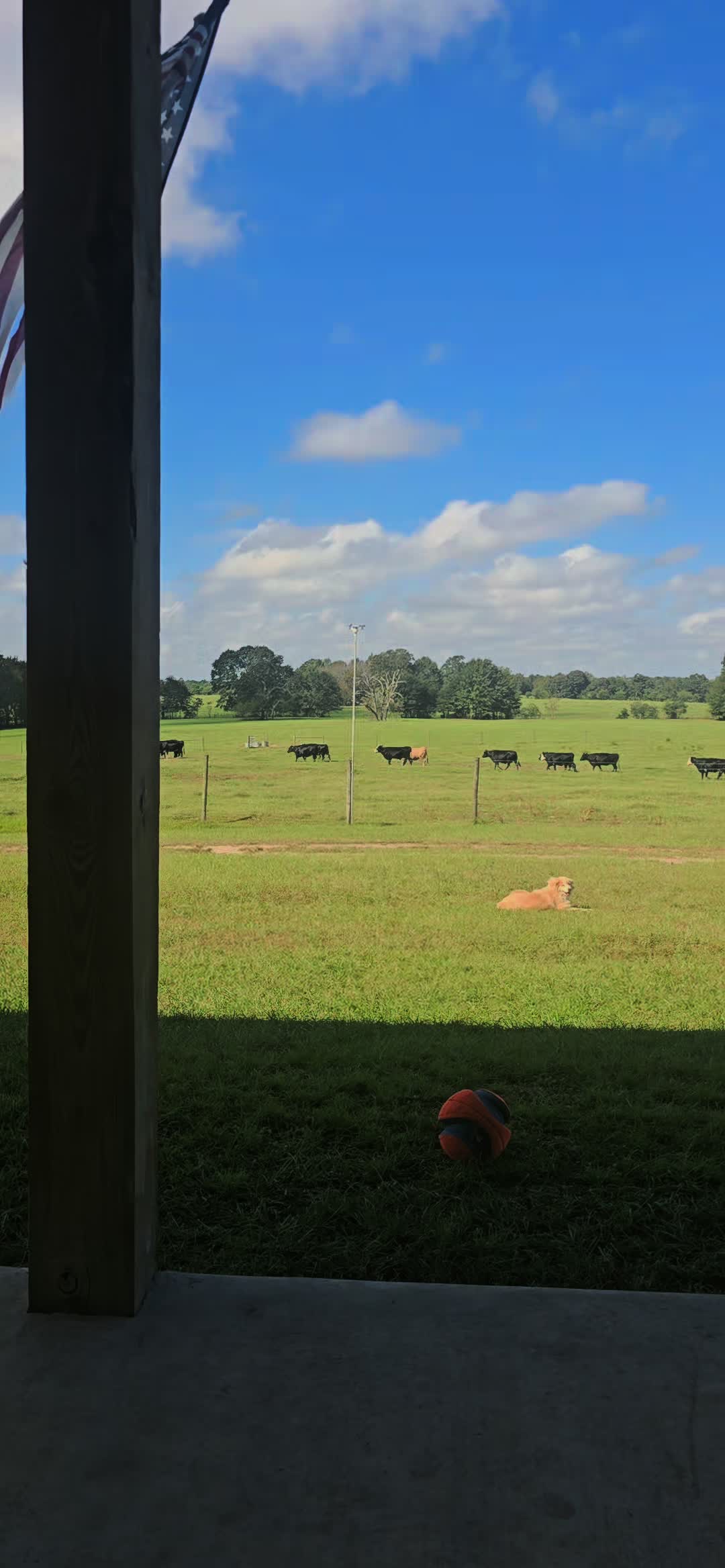 @M.I. CATTLE CO.