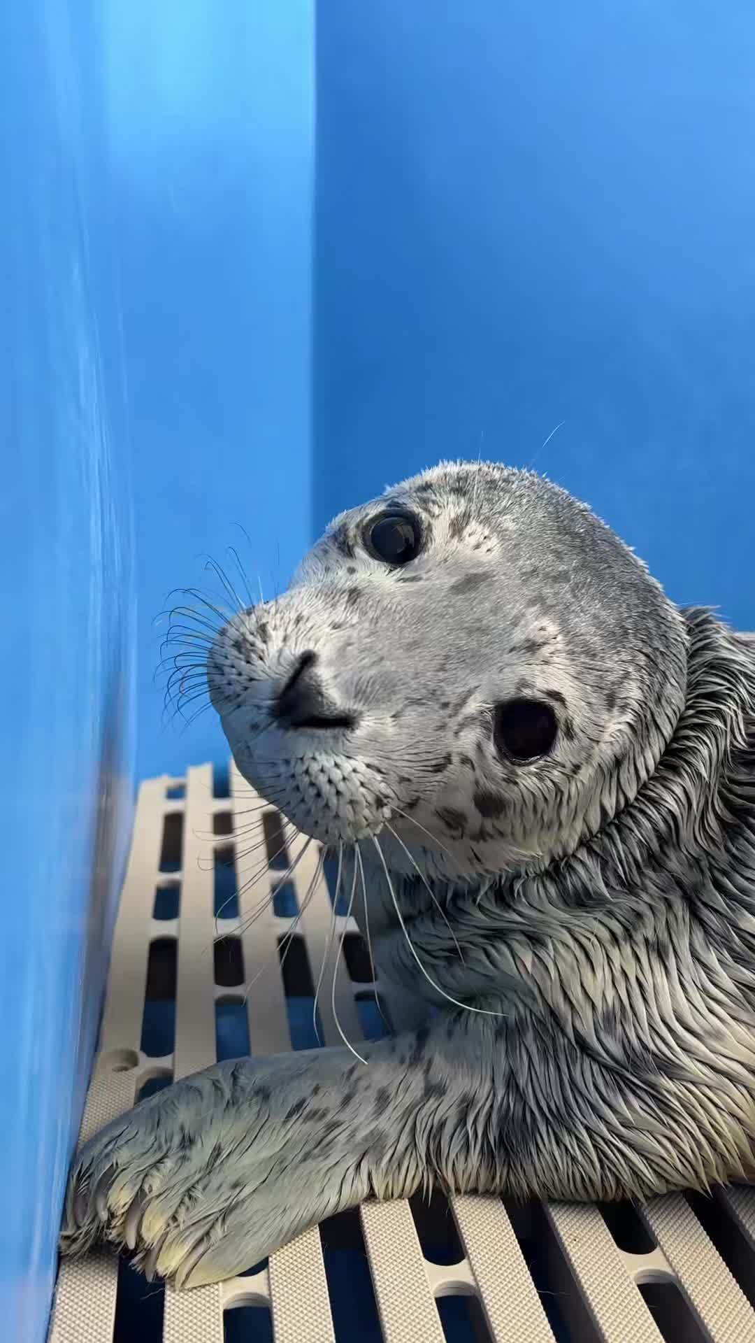 @Marine Mammal Rescue Society