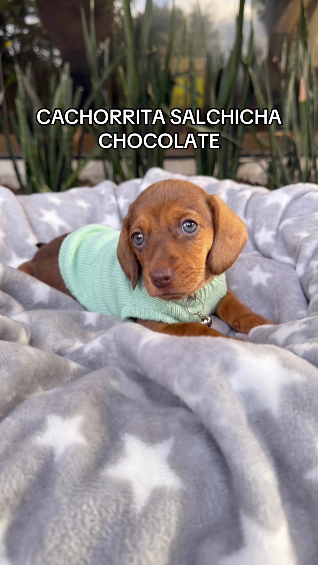 @Super Pet Ecuador 🇪🇨 🐶