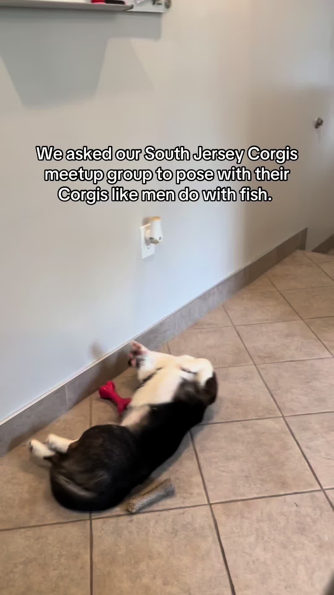 @South Jersey Corgi Rescue