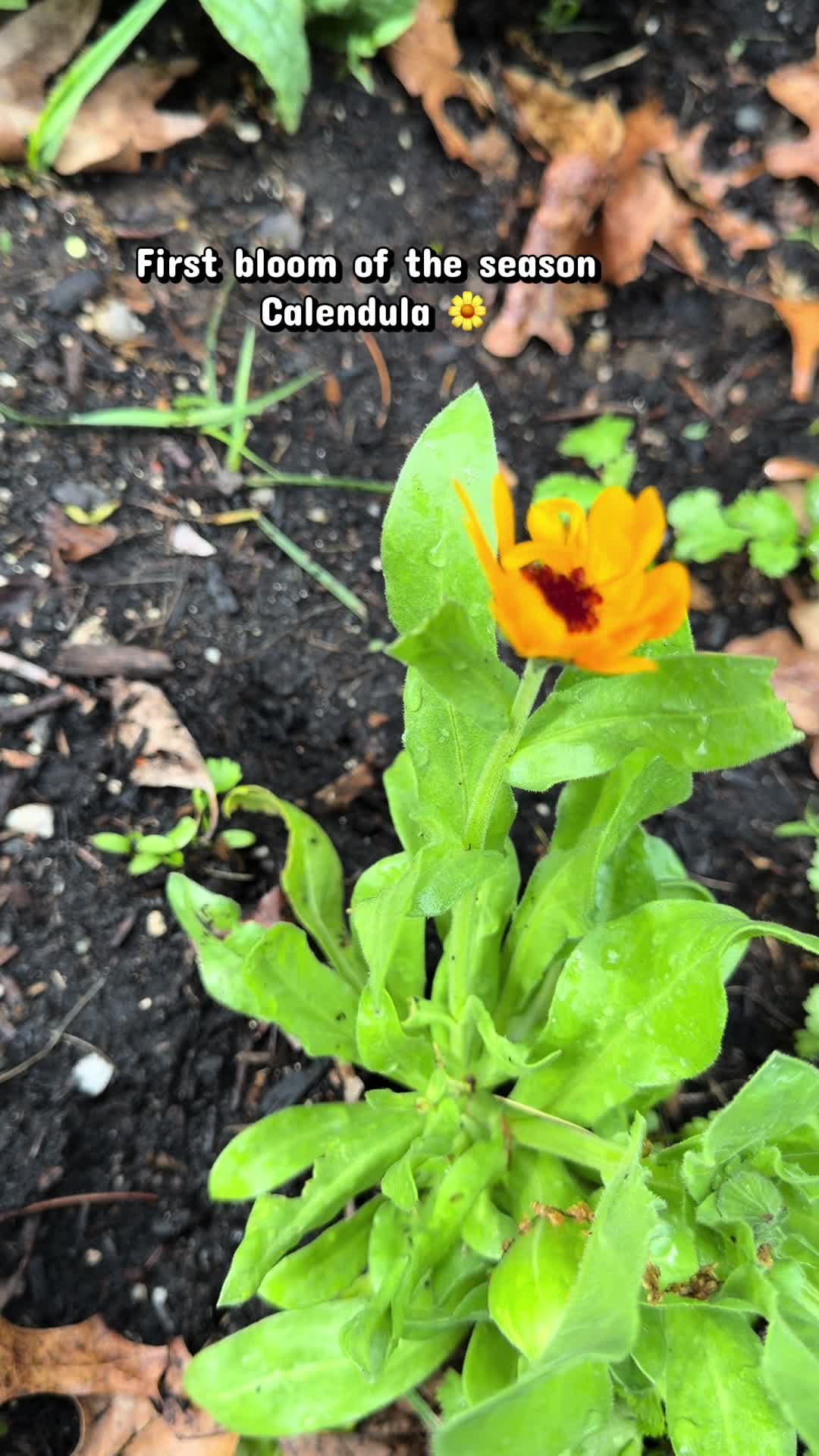 @Amuhia|Beauty in Blooms Garden