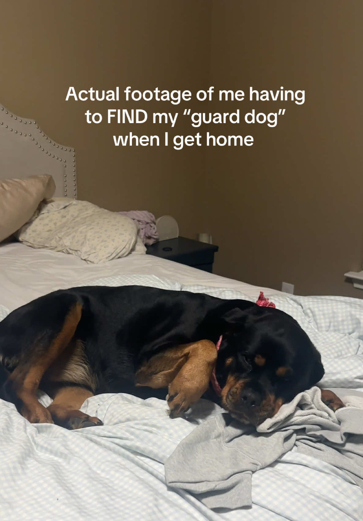 @Kasey the Rottie