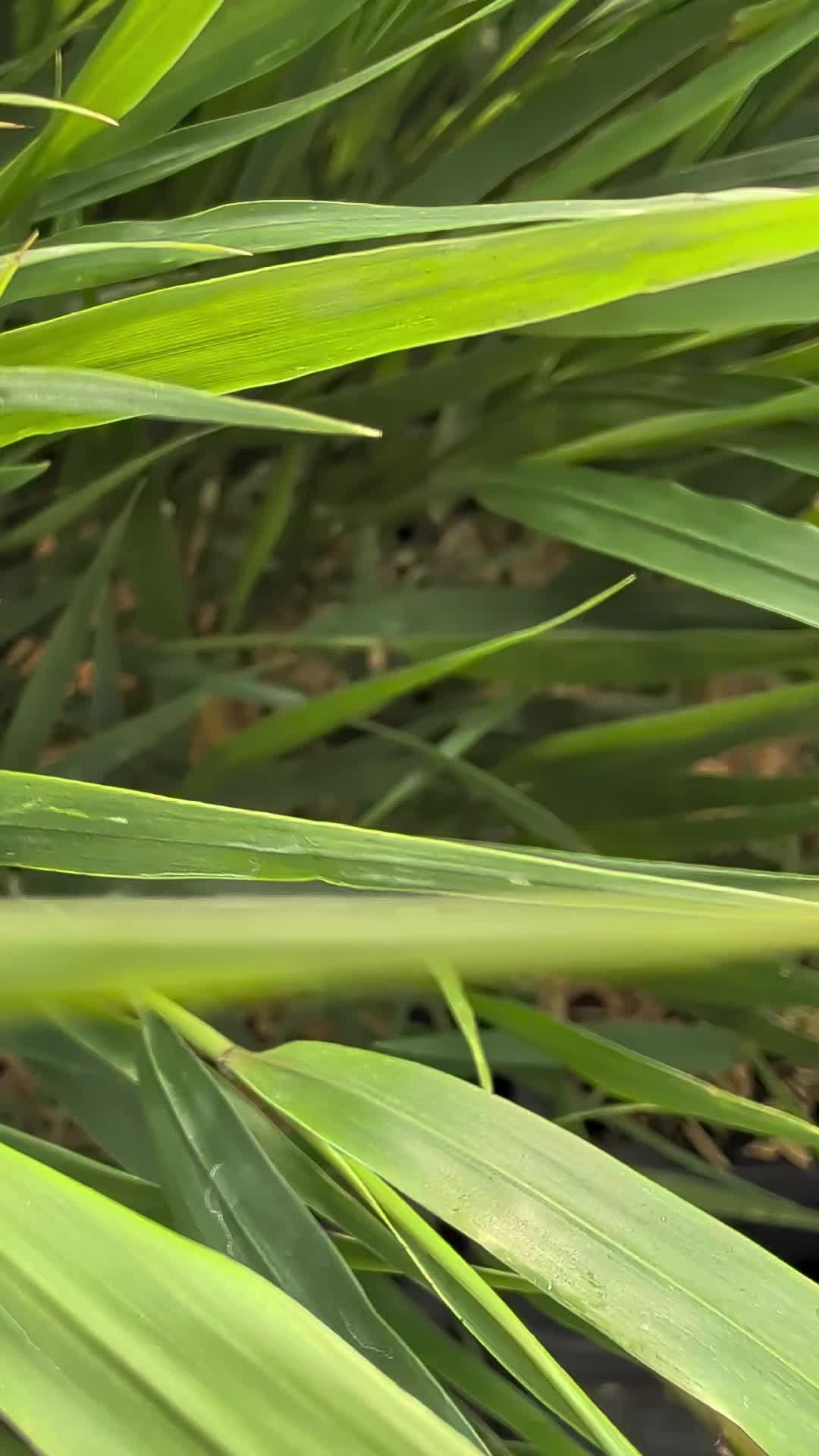 @PLANTchatterr