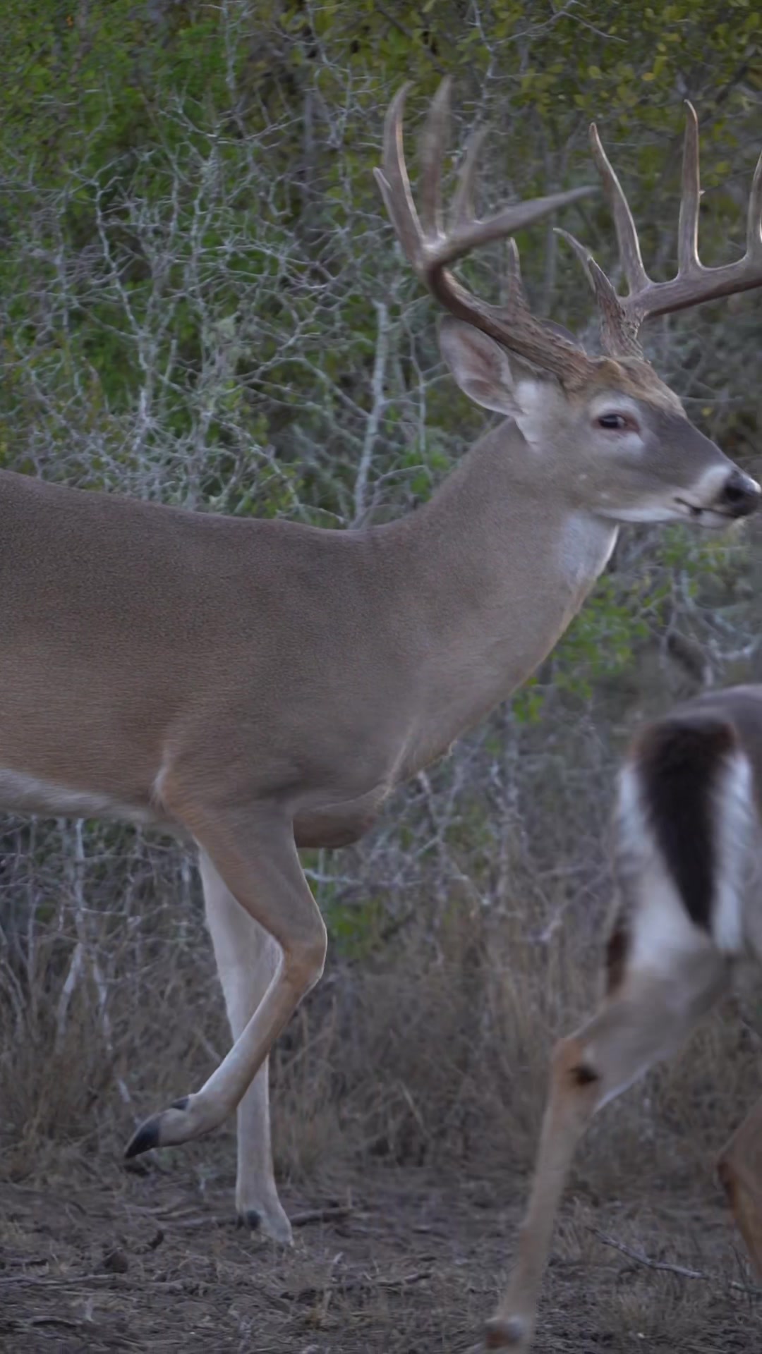 @South Texas Whitetails