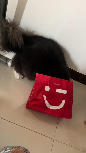 @Bucin cat