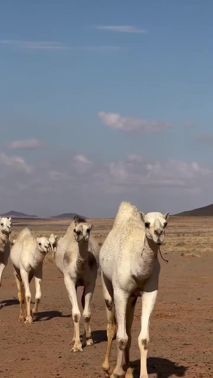 @فذكر فإن الذكرى تنفع المؤمنين