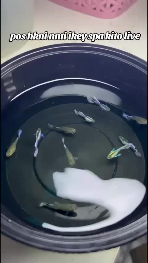 @RULL GUPPY??