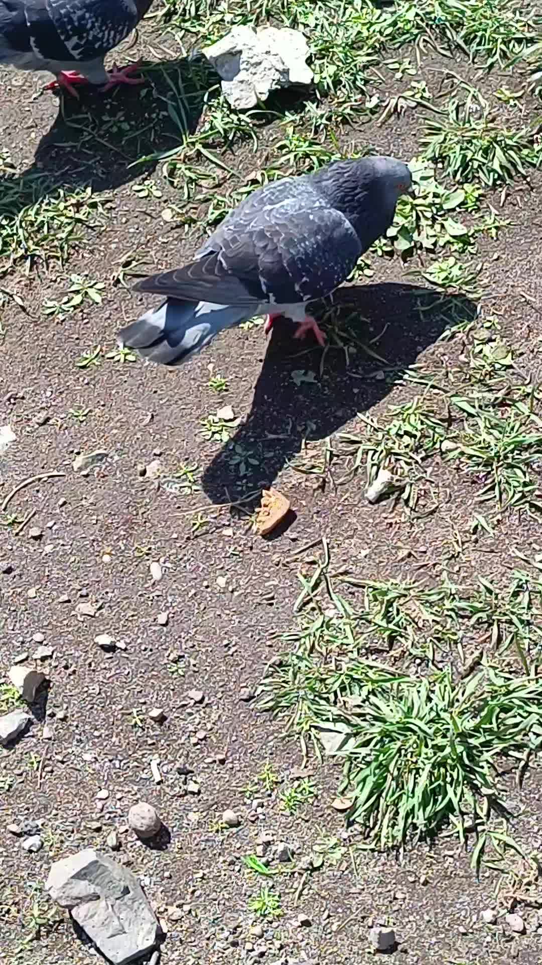 @Angry KFC