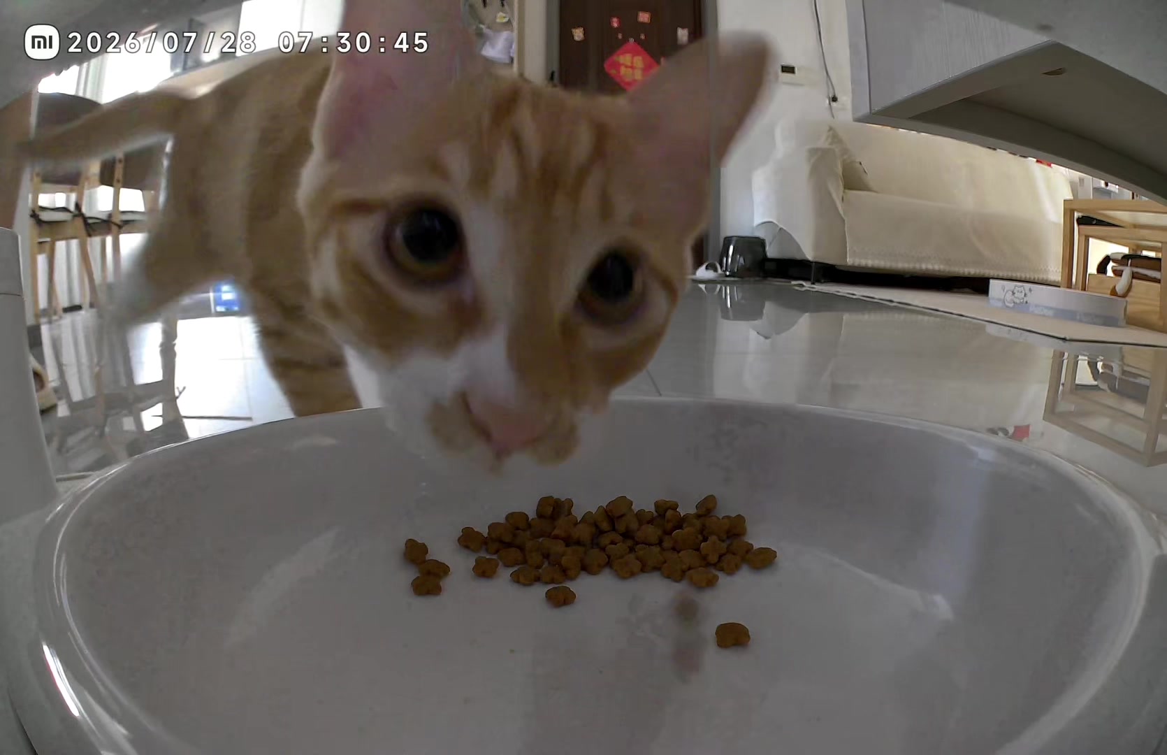 @Pet World Hub