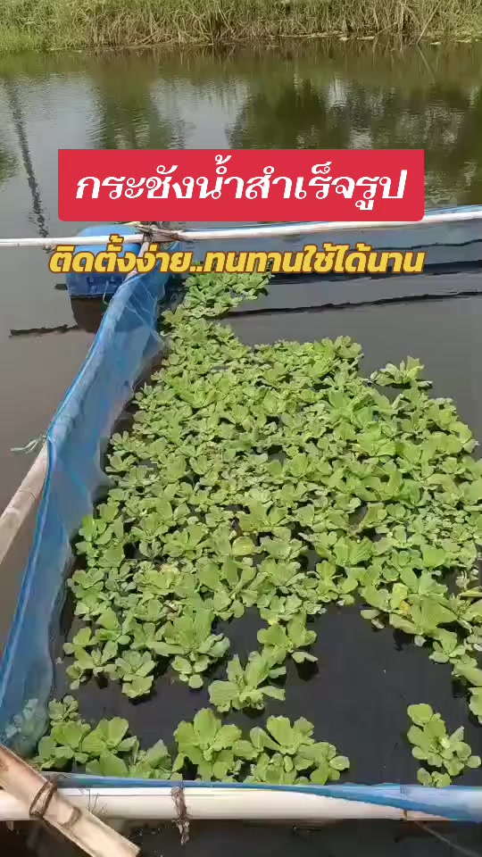 @บ้านกลางสวนลำใย(เชียงใหม่)
