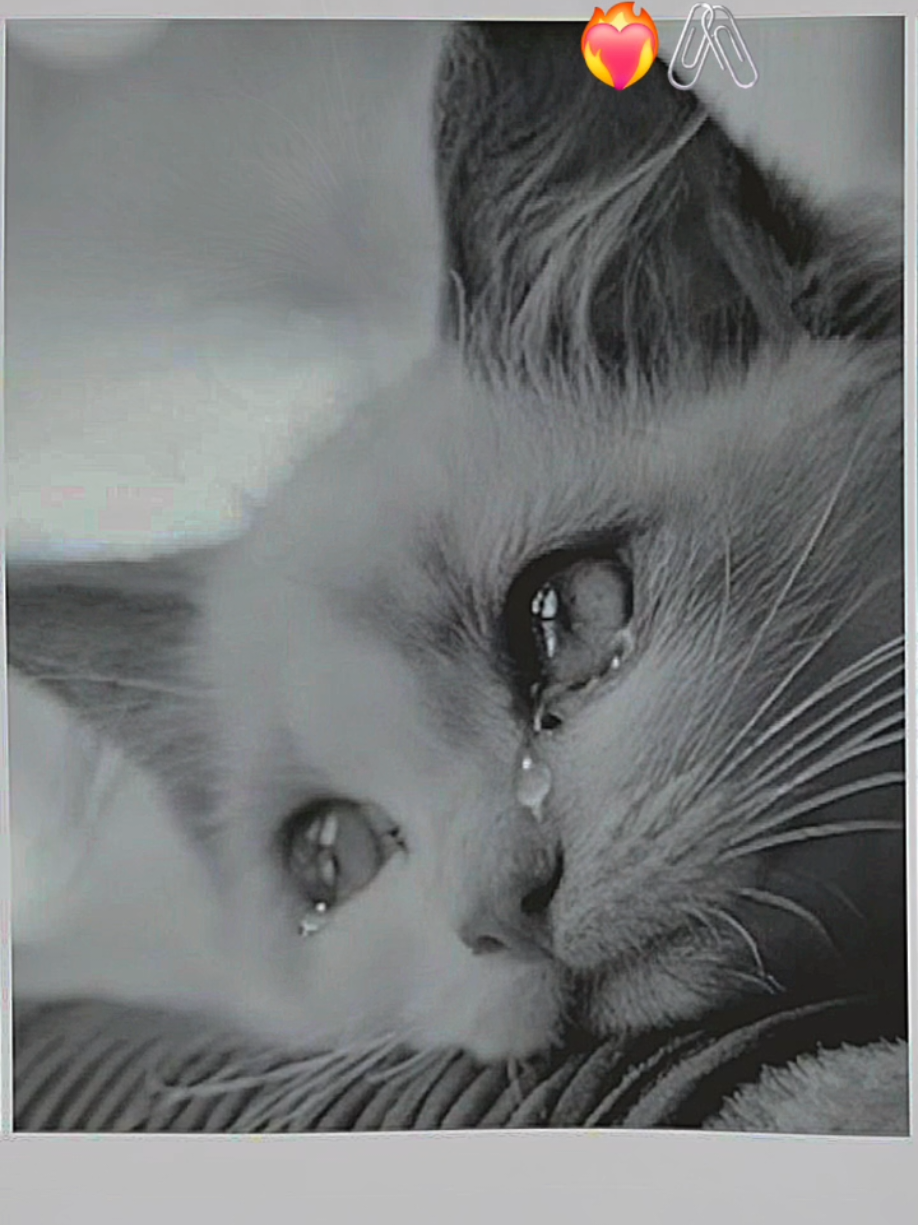 @𝐋𝐨𝐳𝐢𝐢 ❷𝐭𝐡..🌿