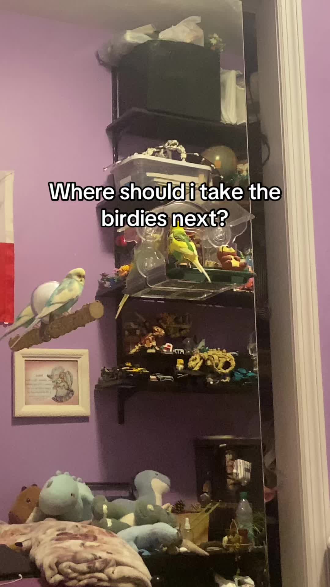 @Kiwi and Gizmo