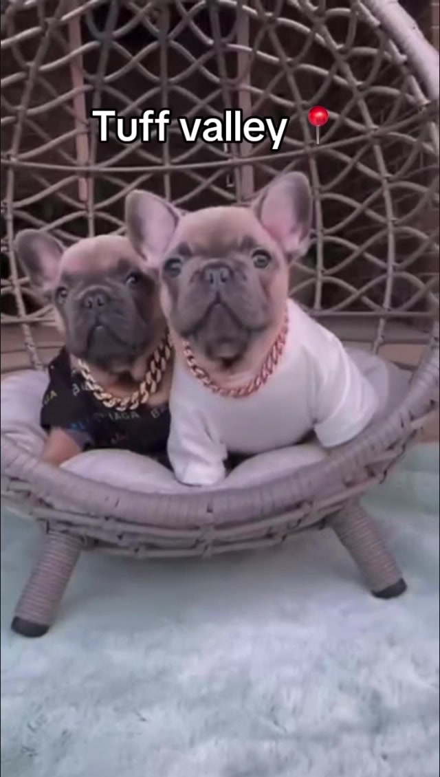@Pibble Plug