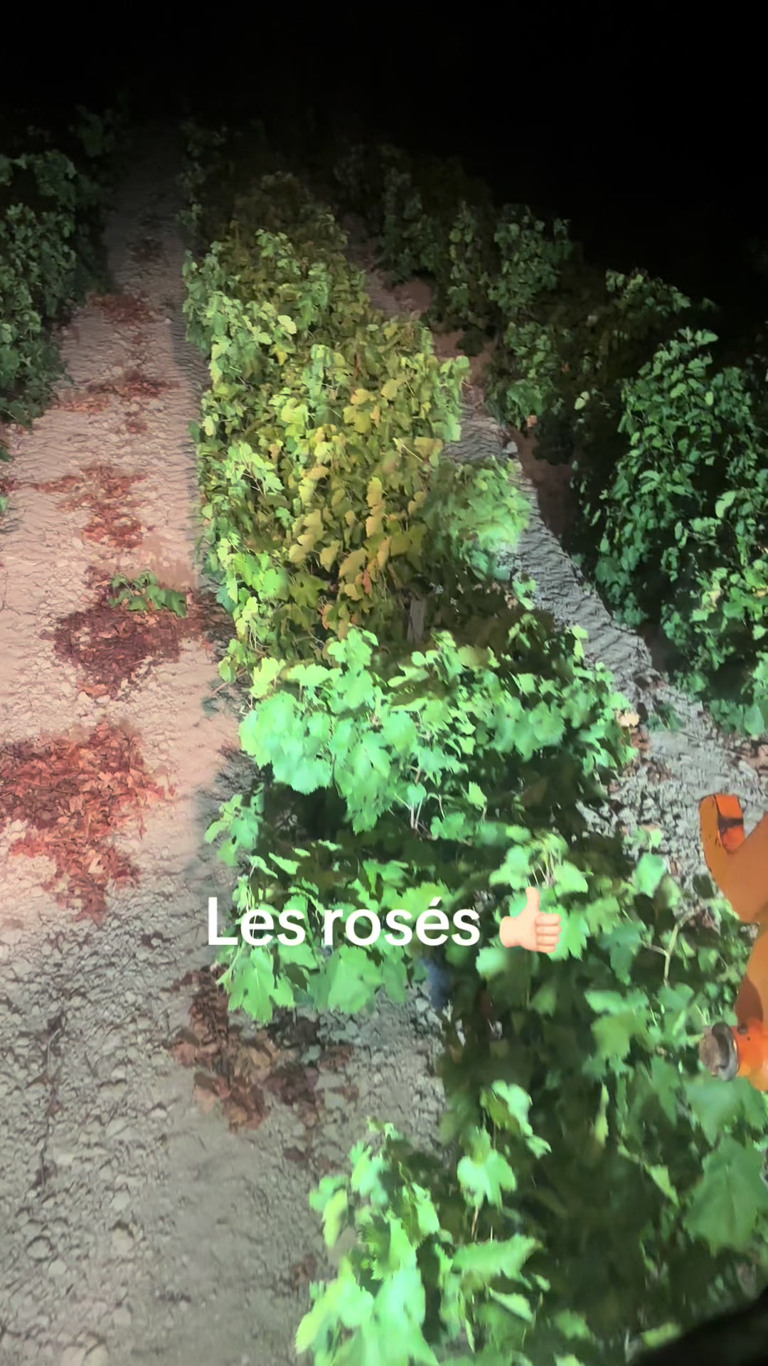 @Nico 🍇🍷🇫🇷