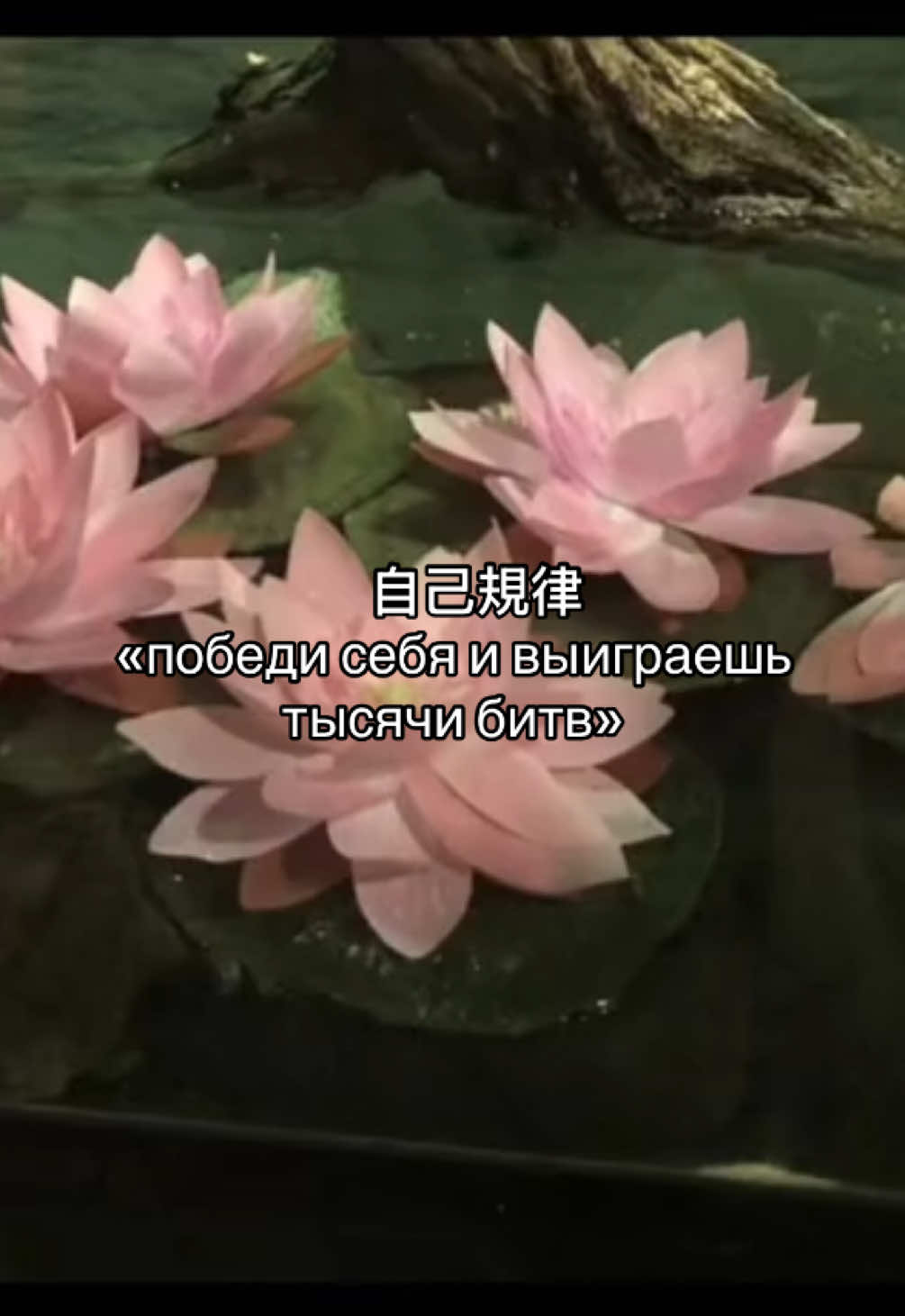 @цветочный туман  ִֶָ་༘࿐