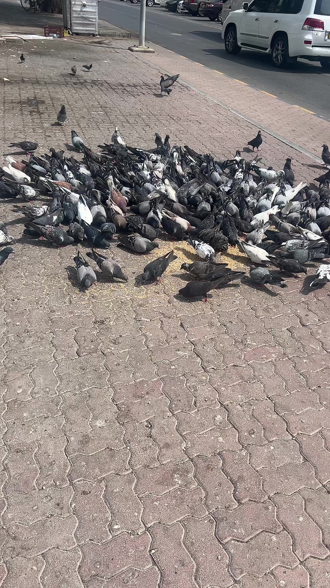 @حمدي الشعيبي 💛