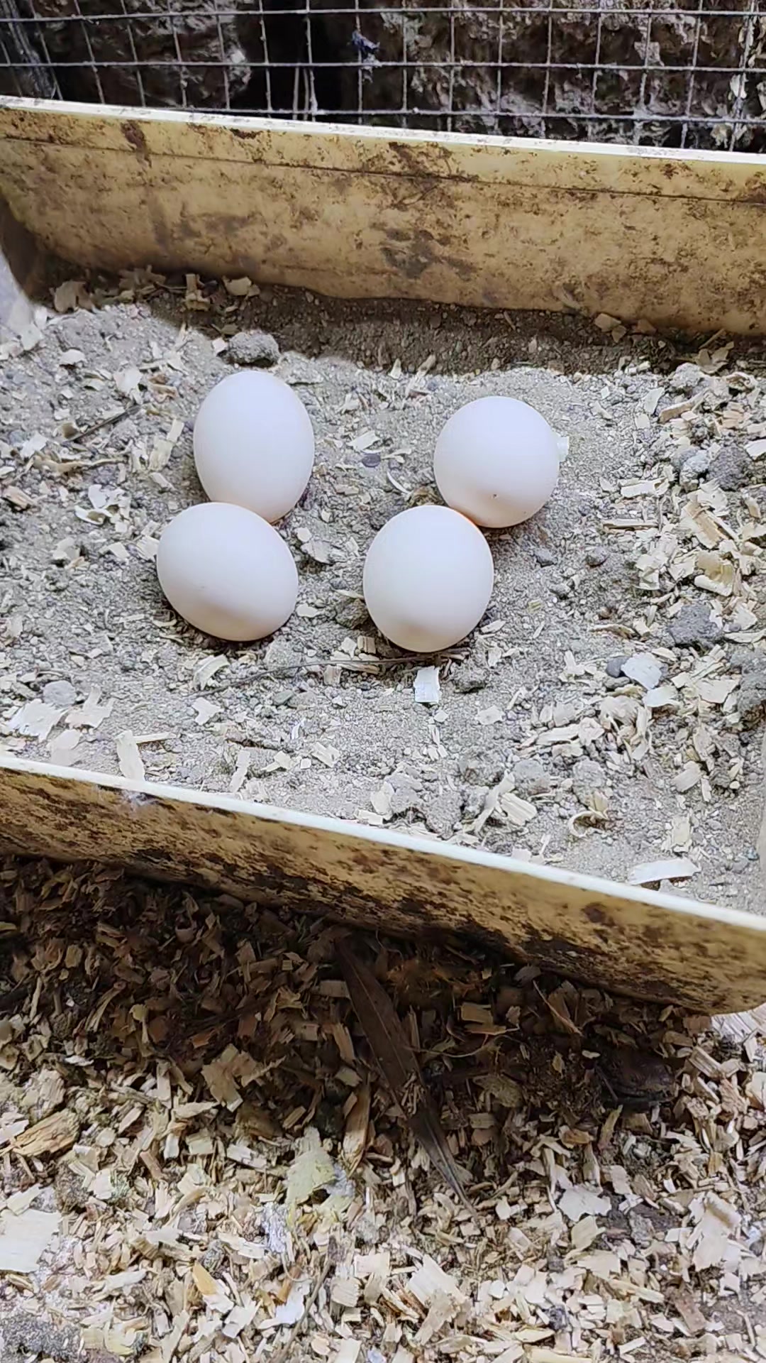 @MAŞTAĞA_QUŞCULUĞ