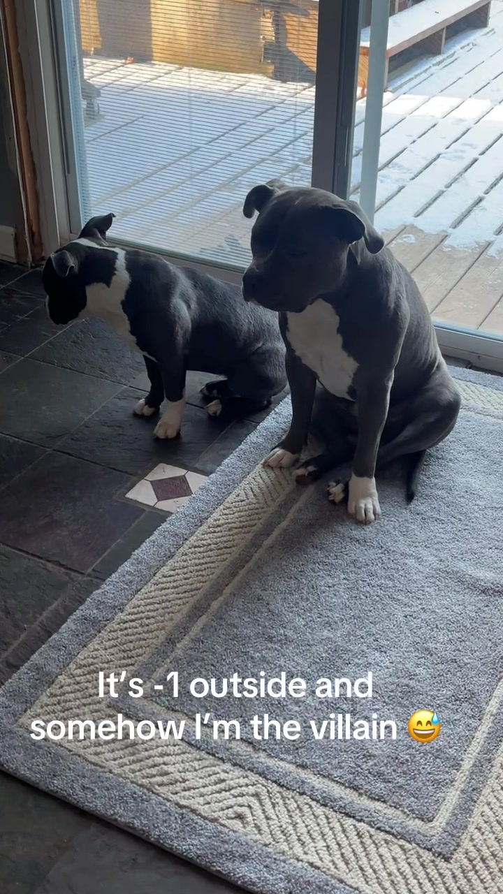 @OurPittieLittleLife🐶